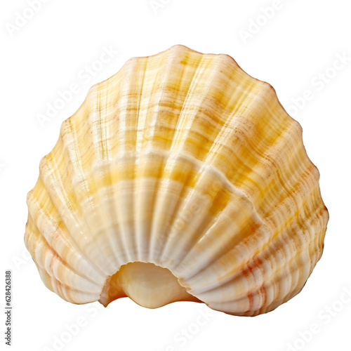 yellow sea shell isolated on transparent background cutout