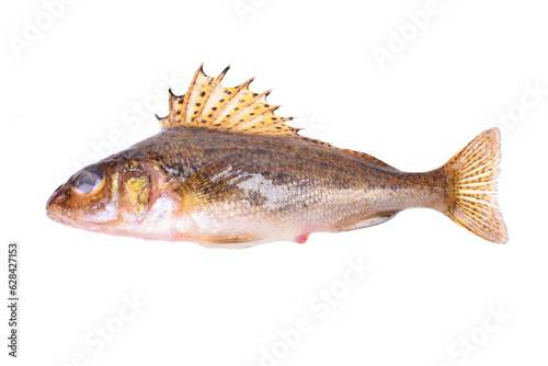 Ruff fish isolated