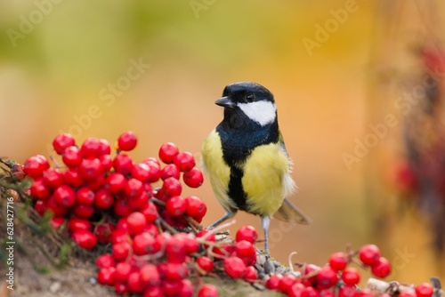 A beautiful great tit sits on a tree stump and eats rowan berries. Parus major. Autumn scene with a titmouse. 