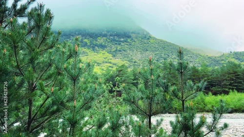 The fog is spreading over the pine forest. Branches of fir trees against the background of a mountain river on a foggy day. Morning in the mountains in rainy cloudy weather. North Ossetia. Digor Gorge photo