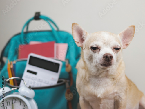sleepy brown short hair chihuahua dog sitting on wooden table and white background with  green school backpack and alarm clock. Back to school concept. © Phuttharak