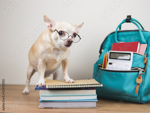 brown chihuahua dog wearing eye glasses, standing with stack of books and school backpack on wooden floor and white background. Back to school