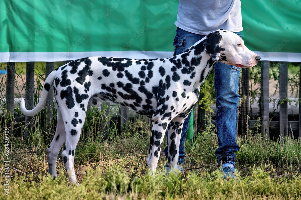 A Dalmatian dog posing at a dog show in summer.