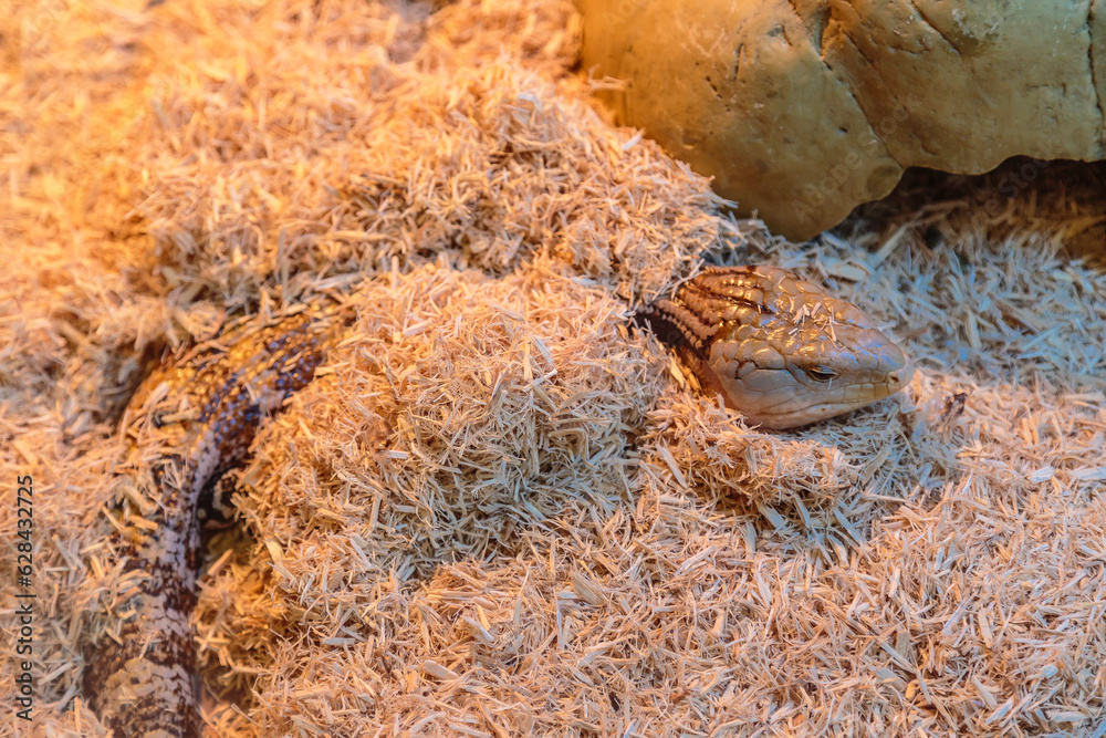 Obraz premium Forestry Farm in the city of Saskatoon, Canada