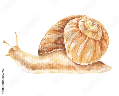 Snail watercolour animal hand drawn illustration.