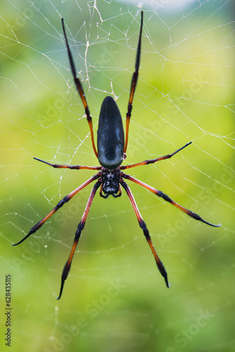 Seychelles palm spider on the web, beautiful black and gold colour, closeup shot, Mahe Seychelles