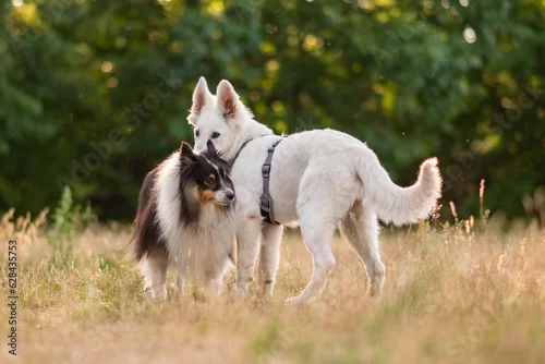 Obraz Owczarek szetlandzki oraz owczarek szwajcarski