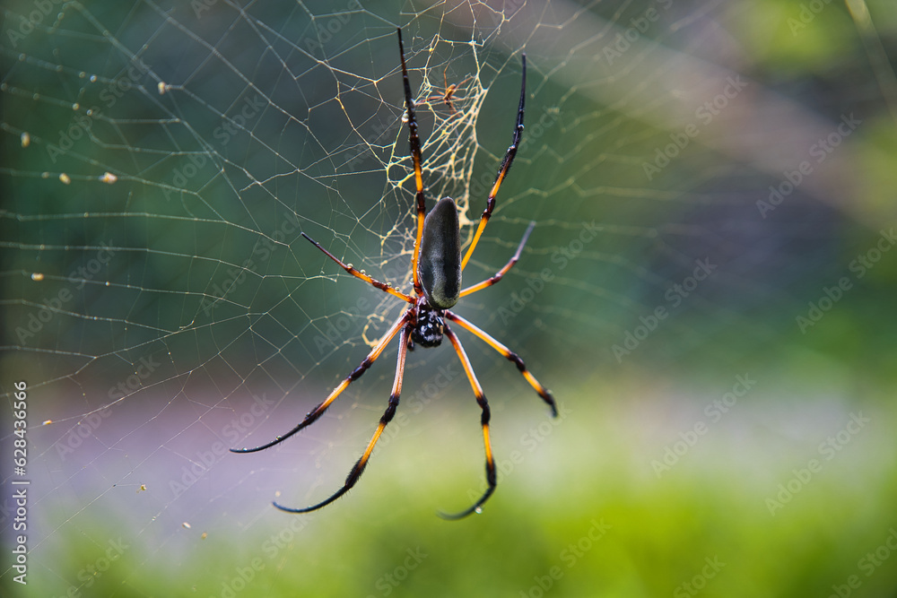 Seychelles palm spider on the web, beautiful black and gold colour, closeup shot, Mahe Seychelles Seychelles palm spider on the web, beautiful black and gold colour, closeup shot, Mahe Seychelles