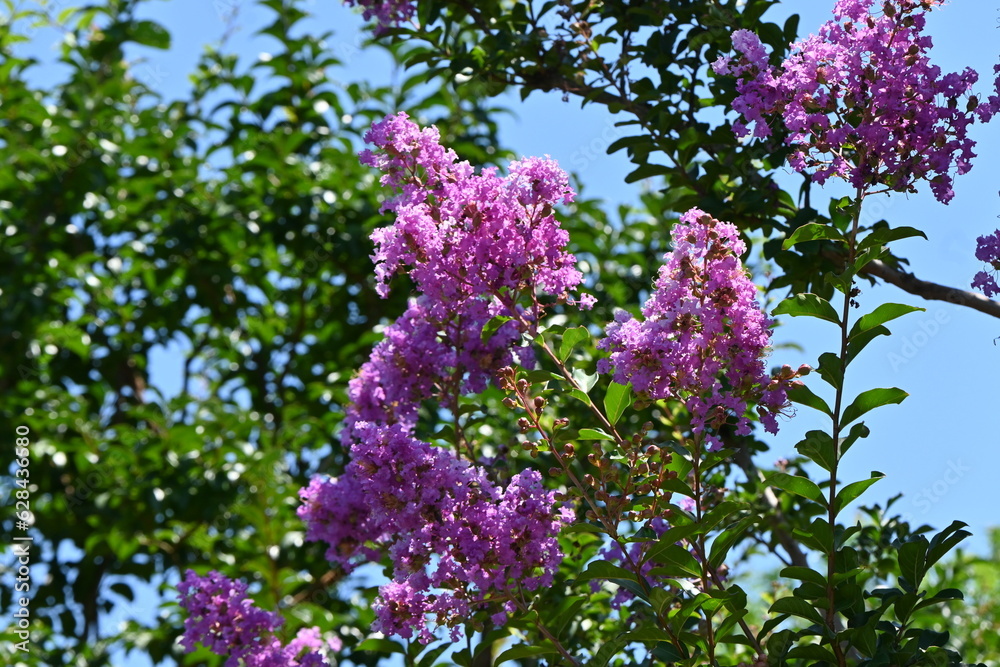 Crape myrtre flowers. Lythraceae deciduous tree. It blooms red, white, and pink flowers from July to October. Crape myrtre flowers. Lythraceae deciduous tree. It blooms red, white, and pink flowers from July to October.