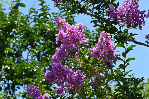 Crape myrtre flowers. Lythraceae deciduous tree. It blooms red, white, and pink flowers from July to October.