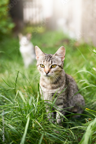 Young cat in the grass in summer.