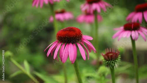 Pink coneflowers in the garden with a blurred background.