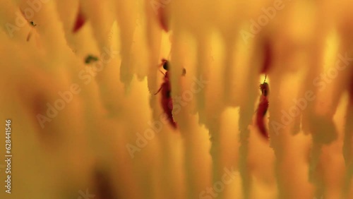 Marvels of nature: Termites in acction photo