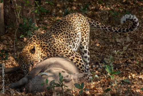 Full view of leopard with warthog kill