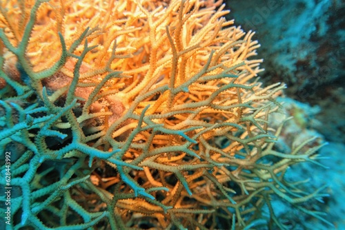 Branches of colonial stony coral Seriatopora hystrix commonly known as thin birds nest coral photo