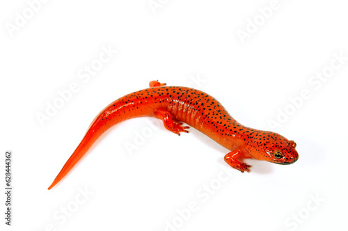 Red salamander // Rotsalamander (Pseudotriton ruber) 