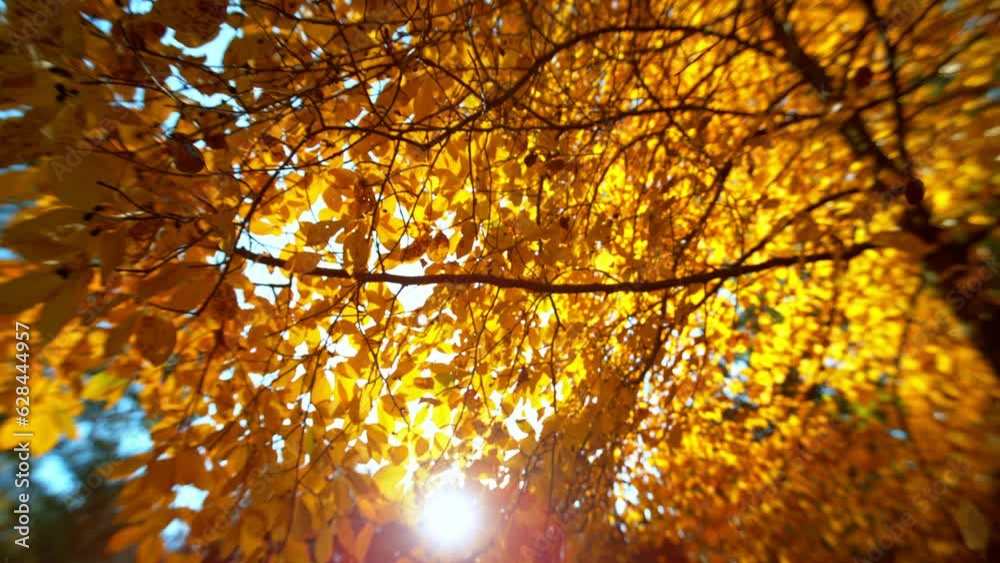 Super slow motion of falling autumn maple leaves against clear blue sky. Filmed on high speed cinema camera, 1000 fps.