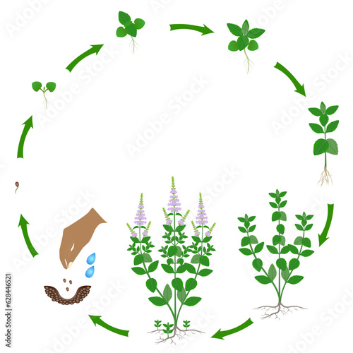 Life cycle of peppermint plant on a white background.