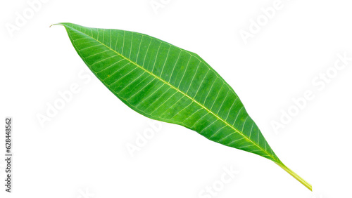 Green leaves on a white background used as illustrations.