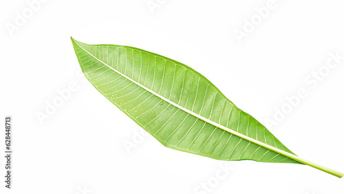Plumeria leaves isolated on white background, clipping path included.