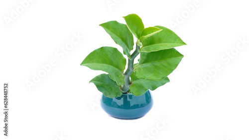 Ornamental plants  euphorbia tithymaloides  green leaves plant isolate on white background.