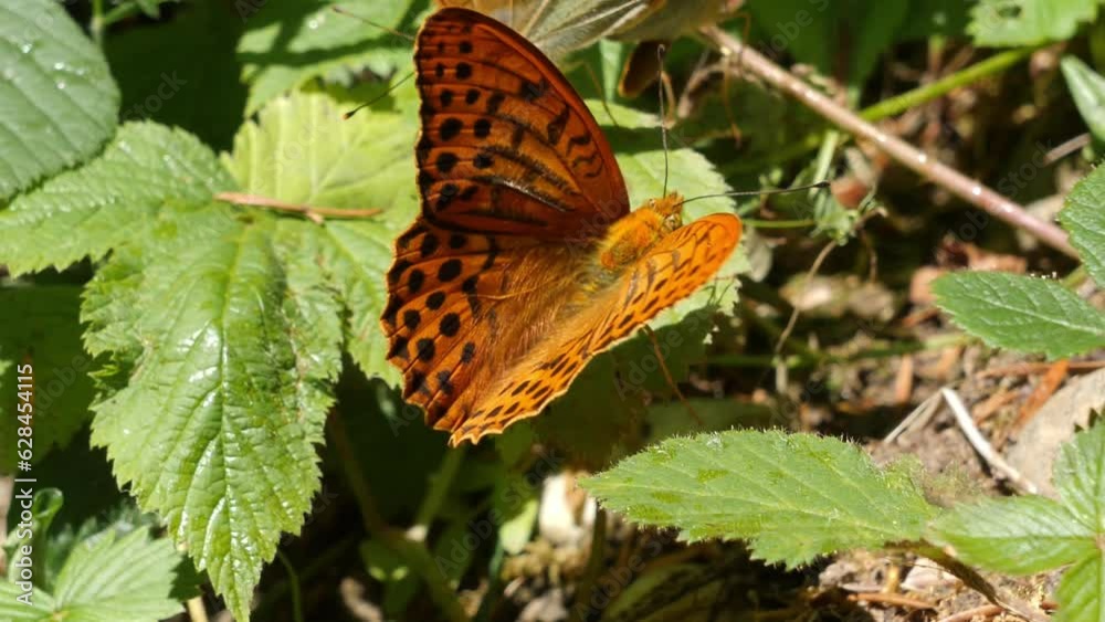 Close Up View Of Silver-Washed Fritillary (Argynnis Paphia) Butterfly Opening And Closing Wings Whilst Perched On Green Leaf Close Up View Of Silver-Washed Fritillary (Argynnis Paphia) Butterfly Opening And Closing Wings Whilst Perched On Green Leaf