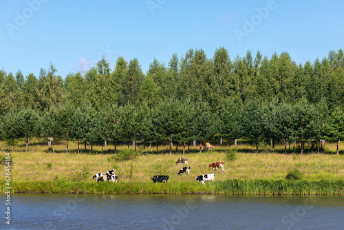 Rural landscape, grazing cows in a meadow near a lake on a sunny day