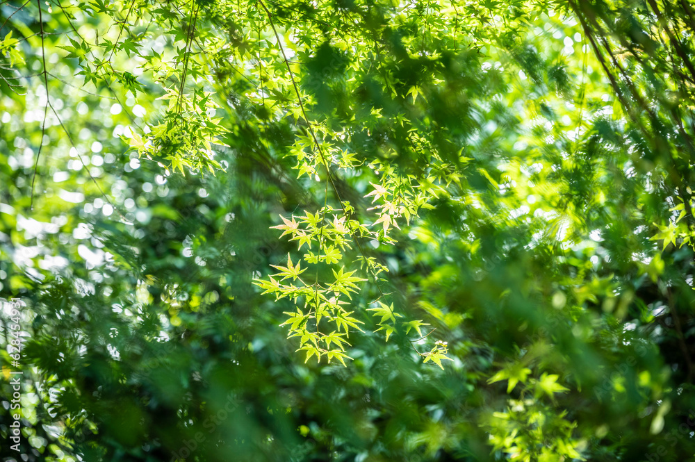 Green leaves on a summer day reflecting the sunlight and shining Green leaves on a summer day reflecting the sunlight and shining