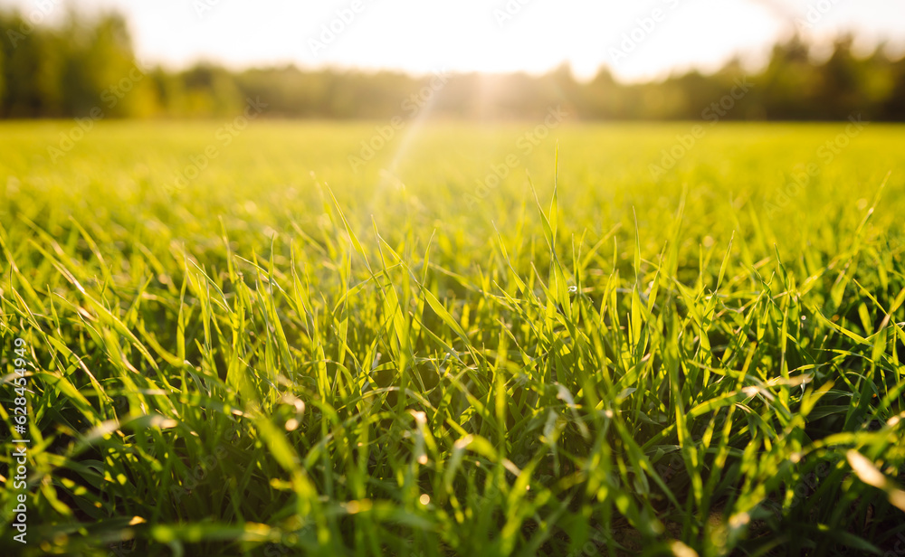 Rural landscape of young green wheat. A field of fresh grass is growing. Green wheat growing in the fields at sunset. The concept of agriculture, ecology, gardening