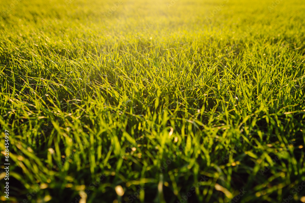 Rural landscape of young green wheat. A field of fresh grass is growing. Green wheat growing in the fields at sunset. The concept of agriculture, ecology, gardening