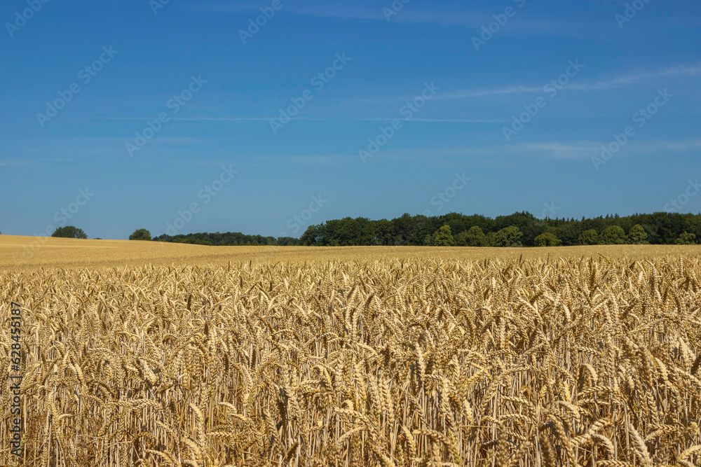 Naklejka premium Ein Kornfeld kurz vor der Ernte.