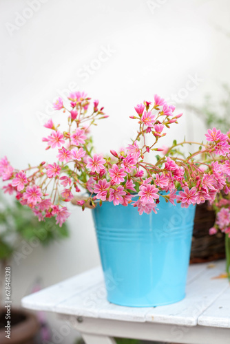 Rainbow Lewisia plant a beautiful pink blooming succulent-like plant in blue pot
