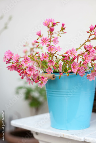 Rainbow Lewisia plant a beautiful pink blooming succulent-like plant in blue pot