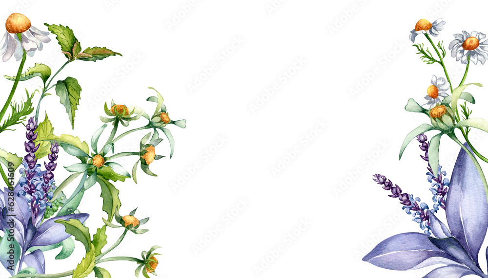 Fototapeta premium Border of sage herbal plant, bidens tripartita watercolor illustration isolated on white background. Salvia, nettle, camomile, daisy useful flowers hand drawn. Design for label, package, postcard