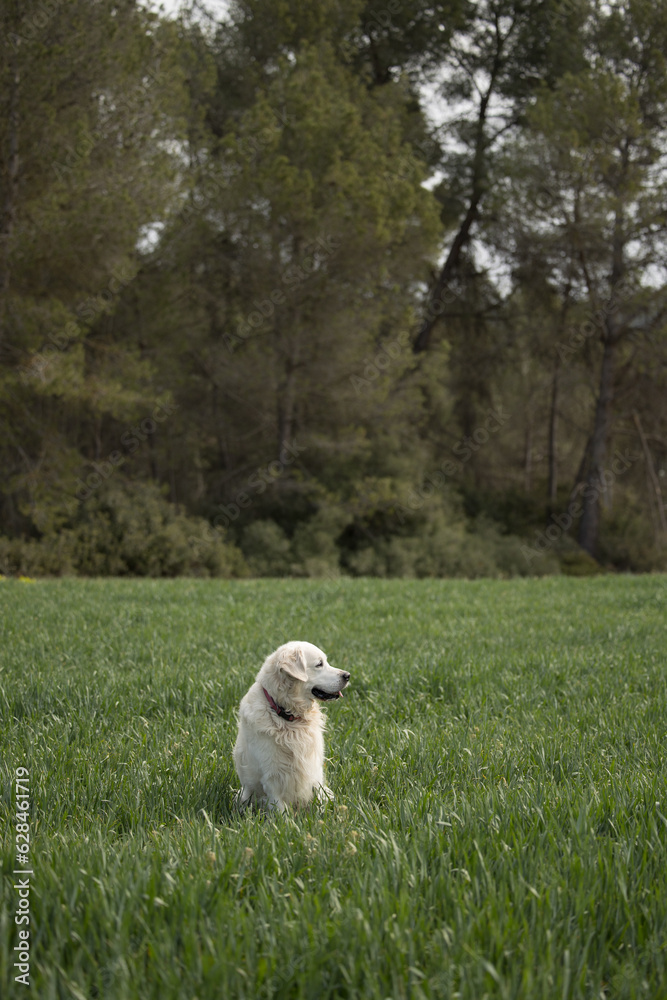 Perro Golden Retriever en un campo verde Perro Golden Retriever en un campo verde