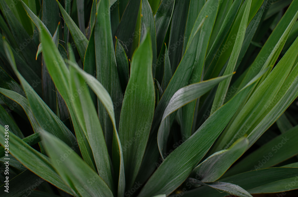 Texture with green leaves. Plant in the garden Texture with green leaves. Plant in the garden