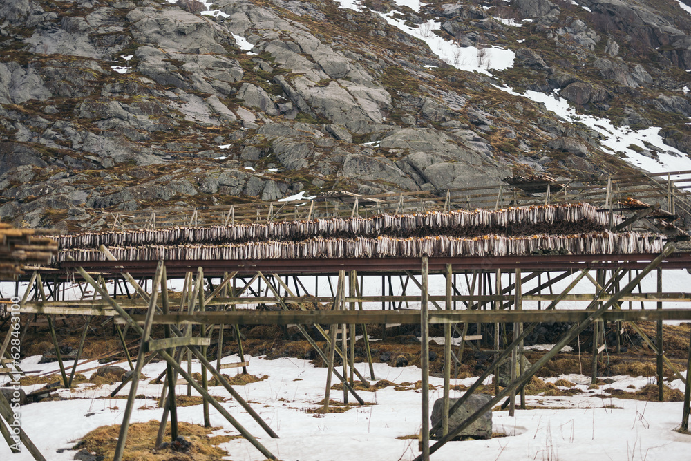 Cod fish drying on traditional wooden rack by snowy mountain Cod fish drying on traditional wooden rack by snowy mountain