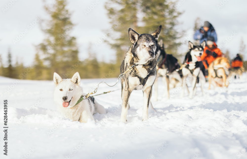 Tourists sledding with husky dogs on snowy terrain Tourists sledding with husky dogs on snowy terrain