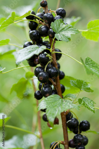 Black currant berriey in the soft fruit garden -  delicious and healthy fruit, ready to harvest.
