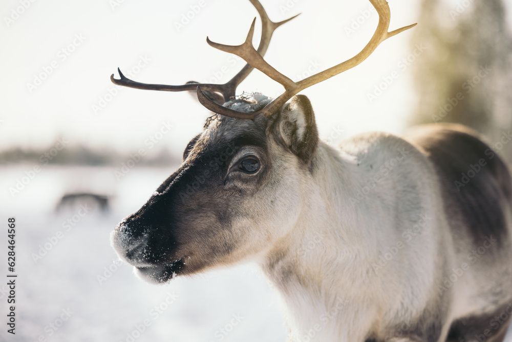 Reindeer in snowy field under sky Reindeer in snowy field under sky