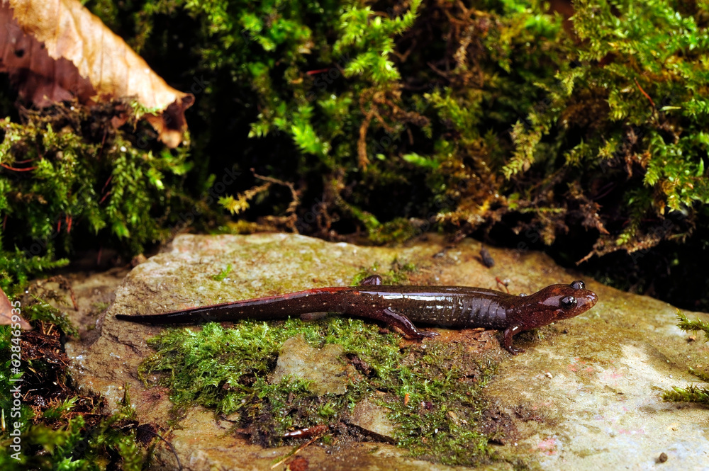 Lungless salamander: Dusky salamander or Northern dusky salamander // Brauner Bachsalamander (Desmognathus fuscus)