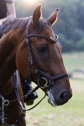 Ausschnitt vom Pferd beim Vielseitigkeitsreiten im Sommer, Pferdekopf mit Trense und Vorderzeug
