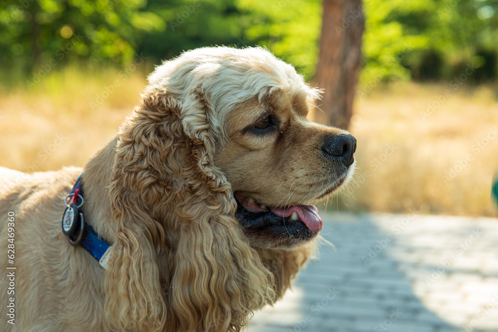 American spaniel, concept of pet and best friend - dog American spaniel, concept of pet and best friend - dog