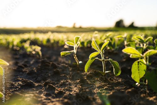 Valokuva Close up green young soybean plants growing in a soil on agricultural field