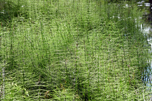 Closup of multiple horsetail plants. photo
