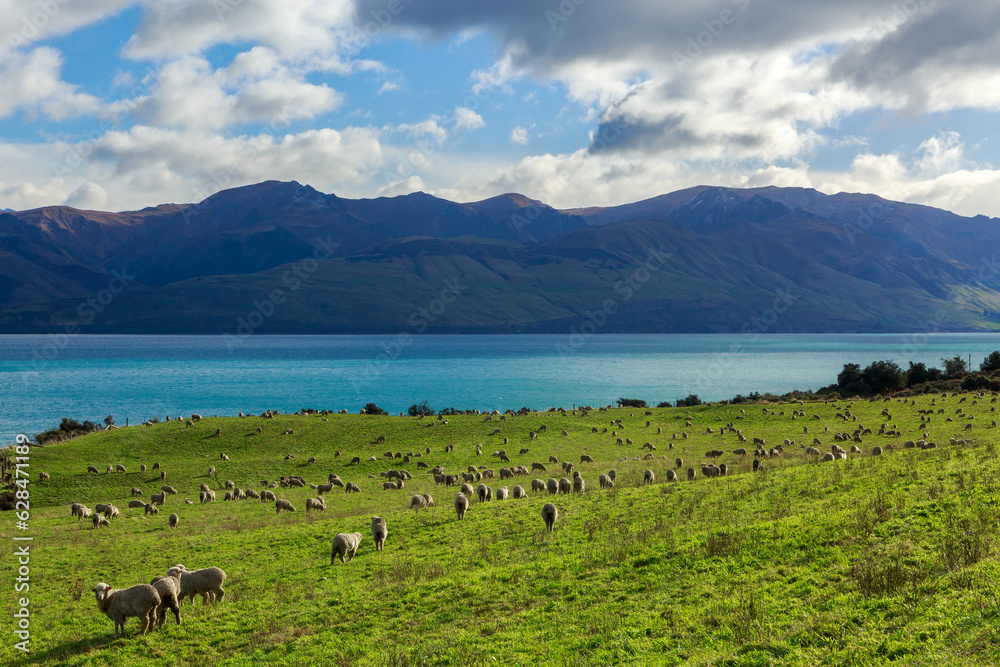 Sheep grazing beside Lake Hawea in the South Island of New Zealand