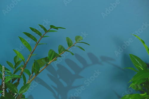 Branches and leaves of zamiokulkas on a blue background. The concept of minimalism. Stylish and minimalistic urban jungle interior. The poster. Selective Focus