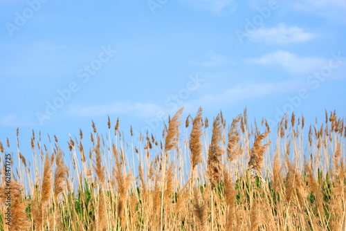 Pampas grass on the lake  reed layer  reed seeds. Golden reeds on the lake sway in the wind against the blue sky. Abstract natural background.