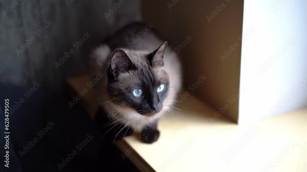 A brown cat are sitting on the window and looks out into the street. He is interested in looking at the outside world A brown cat are sitting on the window and looks out into the street. He is interested in looking at the outside world