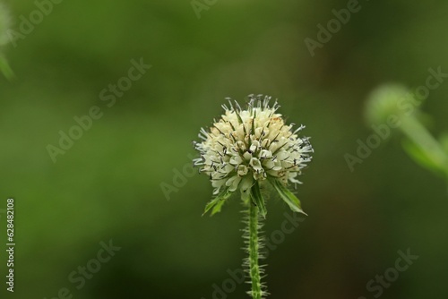 Behaarte Karde  Dipsacus pilosus 